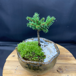 5df8d1f5b98b4f09734f7aea162877