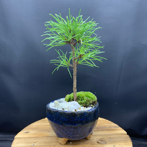 盆栽 吾妻五葉松 中品 盆栽