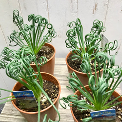 充実株！  Albuca spiralis cv Frizzle sizzle アルブカ スピラリス フリズルシズル 9枚目の画像