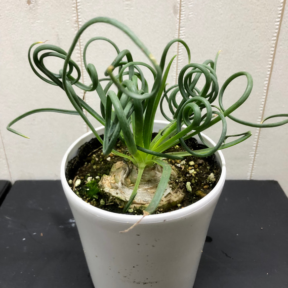 充実株！  Albuca spiralis cv Frizzle sizzle アルブカ スピラリス フリズルシズル 2枚目の画像