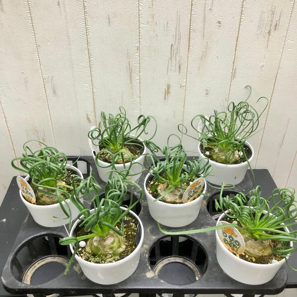 充実株！  Albuca spiralis cv Frizzle sizzle アルブカ スピラリス フリズルシズル 7枚目の画像