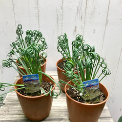 充実株！  Albuca spiralis cv Frizzle sizzle アルブカ スピラリス フリズルシズル 8枚目の画像