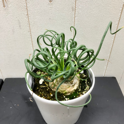 充実株！  Albuca spiralis cv Frizzle sizzle アルブカ スピラリス フリズルシズル 3枚目の画像