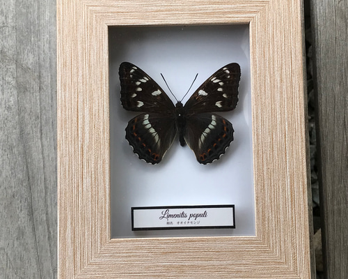 蝶標本　オオイチモンジ、クモマツマキチョウ、ミヤマシロチョウ(♀)標本箱入り 蝶標本 オオイチモンジ、クモマツマキチョウ、ミヤマシロチョウ