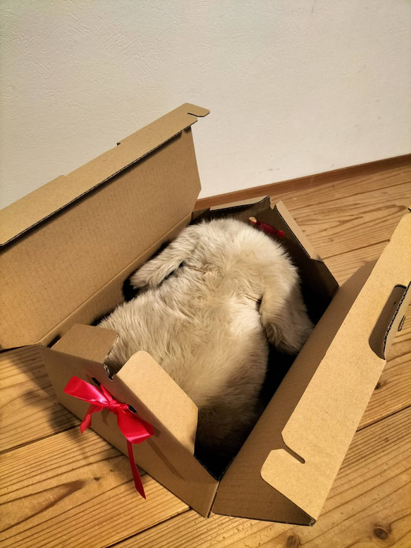 感動する抱き心地。命の重みを感じるぬいぐるみ・パトラン（ベージュ）/ペットロス/ゴールデンレトリバー/リアル/犬 お座りの状態 感動する抱き心地 パトラン パトランは