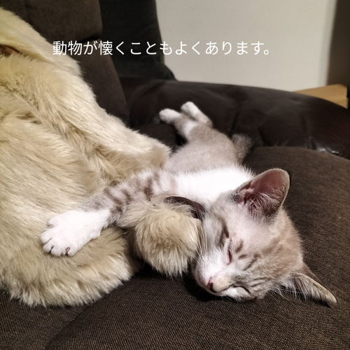 感動する抱き心地。命の重みを感じるぬいぐるみ・パトラン 感動する抱き心地。命の重みを感じるぬいぐるみ・パトラン