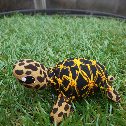 インドホシガメ その他置物 A・D・P・L 通販 14848014｜Creema(クリーマ)