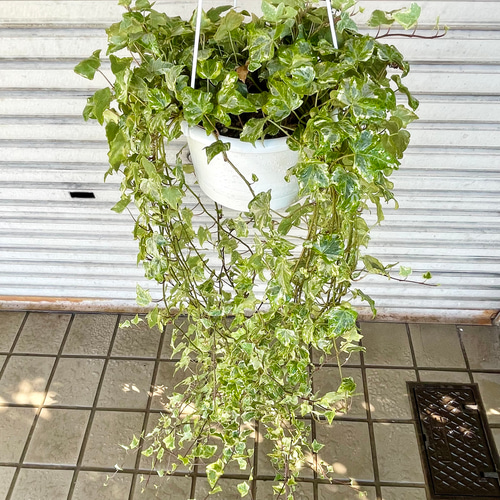 斑入りアイビー（ヘデラ）ミント他 興醒め 柄ミックス カット苗 フード  