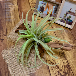 エアープランツ・多肉》〜フェイクグリーン〜（流木オブジェ）＊光触媒