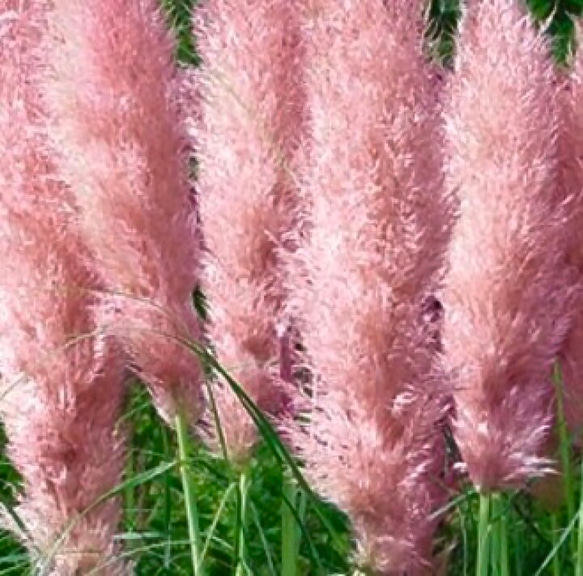 パンパスグラス♡ピンク♡苗木 多肉植物 森の小さなお花屋さん