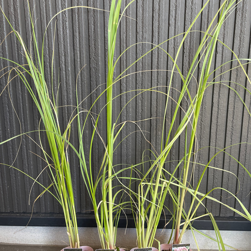 パンパスグラス 苗 大苗 Okagon様専用 ガーデニング 観葉植物
