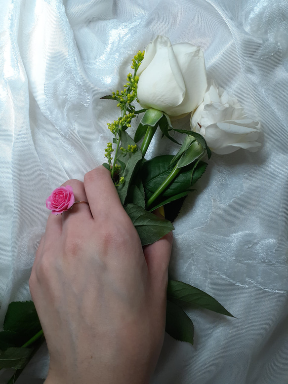 Climbing Rose Pierre de Ronsard Ring 第4張的照片