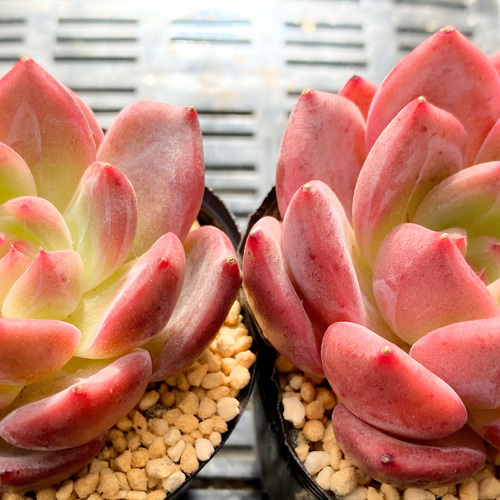 多肉植物　韓国苗　ハーフサマー　発根済み 多肉植物 韓国苗 ハーフサマー 発根済み a6b2c7277a68b17ab8c82508692737