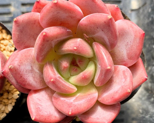 多肉植物　韓国苗　ビアント　発根済み ビアント 韓国苗 | RuPo 多肉植物専門店