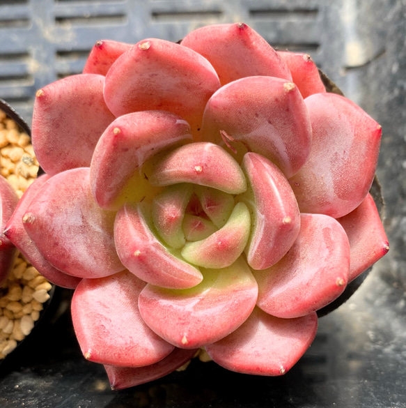 ハイクラス苗 シャンペーンhyb 韓国苗 多肉植物 多肉植物 プクニク