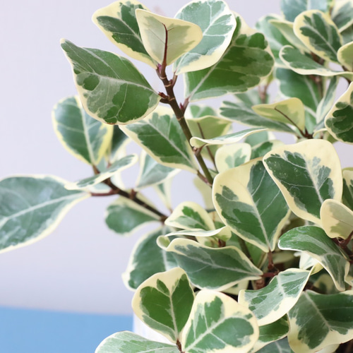 超希少!! ラブリーハート❤︎おしゃれな迷彩柄観葉植物６０cm 超希少!! ラブリーハート❤︎おしゃれな迷彩柄観葉植物60cm