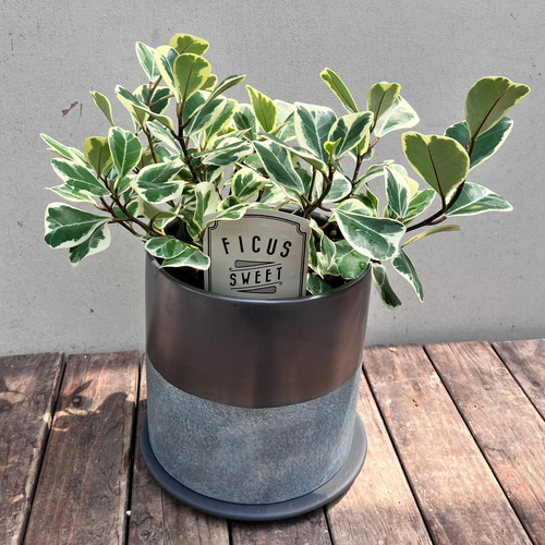 フィカス ハート型 葉 黒鉢 ハート形の葉がかわいい観葉植物＊フィカス スィートハート＊オシャレ