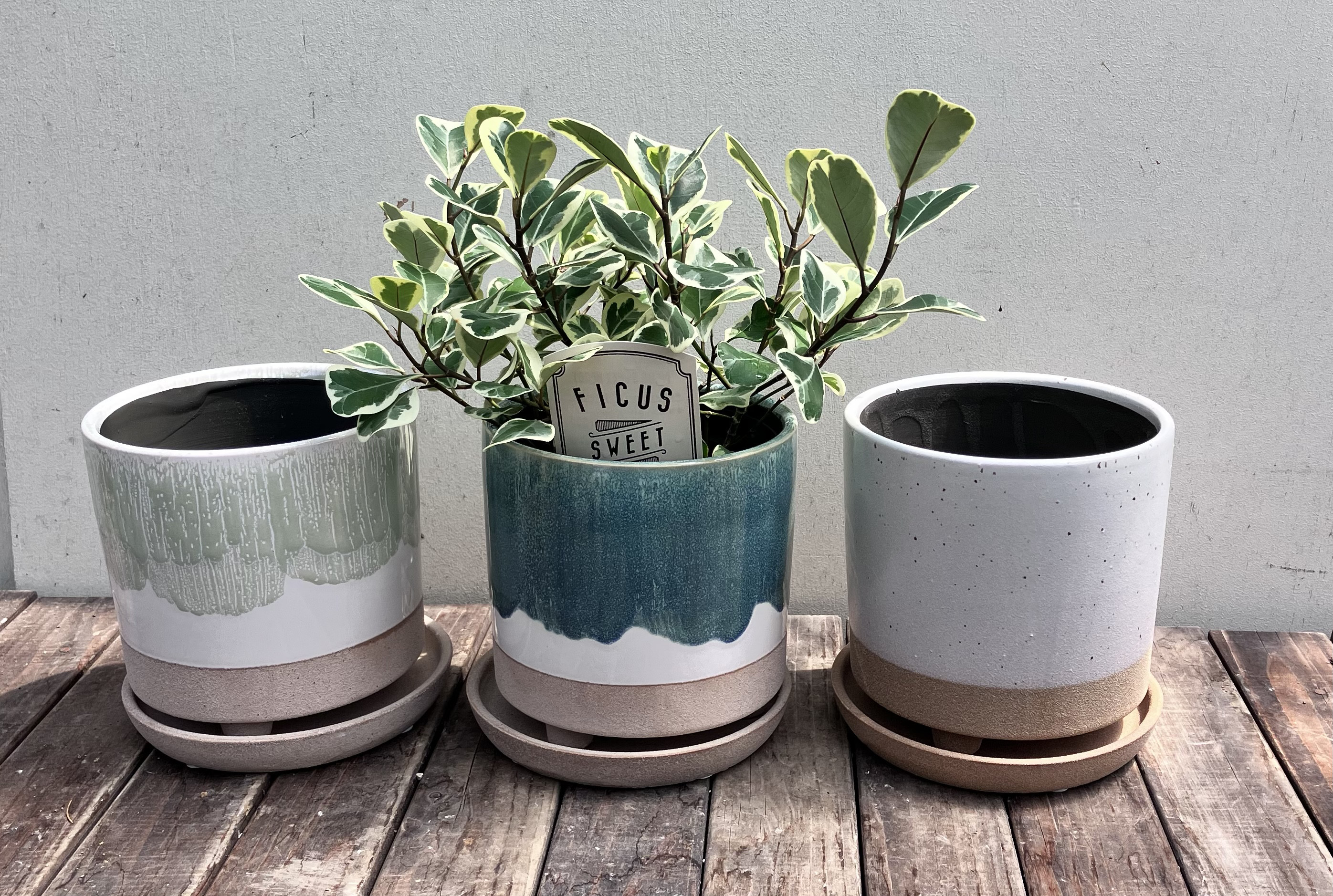 ハート形の葉がかわいい観葉植物＊フィカス スィートハート
