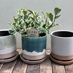 ハート形の葉がかわいい観葉植物＊フィカス スィートハート＊オシャレ