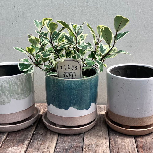 ハート形の葉がかわいい観葉植物＊フィカス スィートハート
