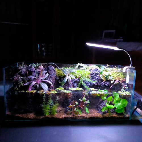 自然の中の飼育箱、湧き水が流れる苔のアクアリウム その他