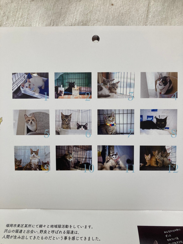 お買い物で繋がる猫達の命［sakuraneko］オリジナル2023年版カレンダー（ラッピング無料） 2枚目の画像