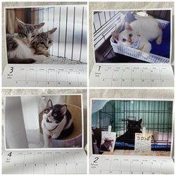 お買い物で繋がる猫達の命［sakuraneko］オリジナル2023年版カレンダー（ラッピング無料） 3枚目の画像