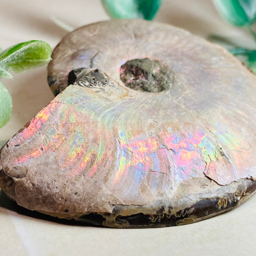 水晶共生✨【希少】 レインボー アンモナイト 化石 天然石 東洋占星術