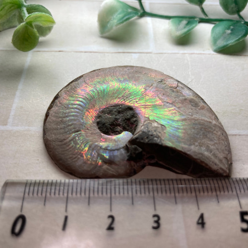 水晶共生✨【希少】 レインボー アンモナイト 化石 天然石 東洋占星術