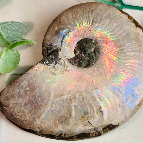 水晶共生✨【希少】 レインボー アンモナイト 化石 天然石 東洋占星術