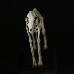 【受注生産】 タヌキの全身骨格レプリカ　1/2スケール 7枚目の画像