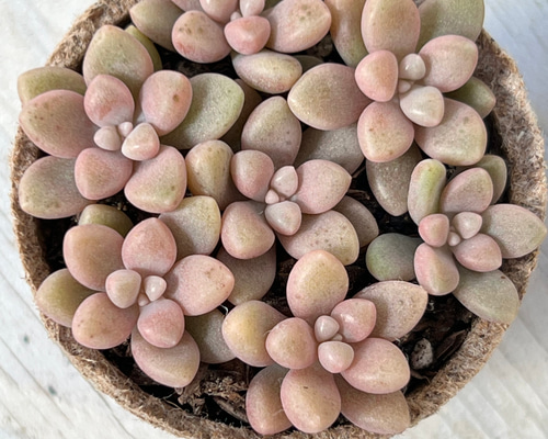 7f7d2c9bc1bddca67195eb9061a956