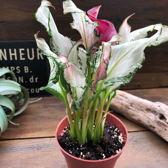 氷のフローズンクィーン♡ 超希少品種♡カラー♡観葉植物♡インテリア 15枚目の画像