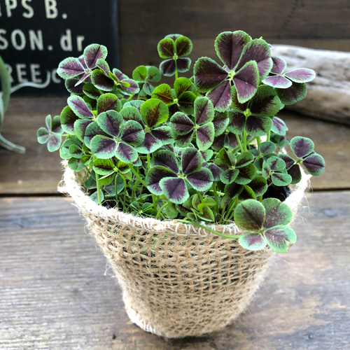 幸せのクローバー♡四つ葉のクローバー♡ガーデニング♡観葉植物 