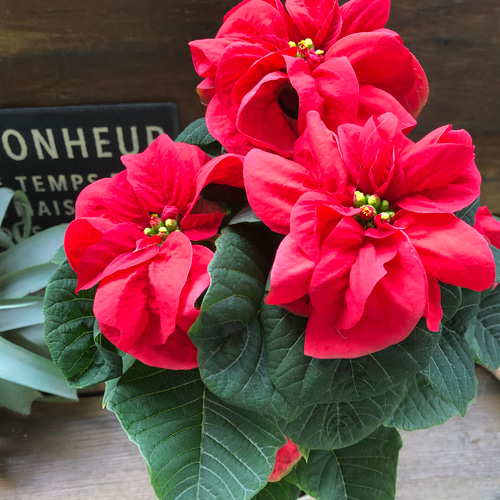 ウィンターローズ♡八重咲き♡ポインセチア♡クリスマスに♡ アート