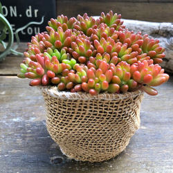 多肉植物 モリモリ虹の玉♡安心のポットごと！赤ちゃんもいっぱい♡ 多肉植物 モリモリ虹の玉♡安心のポットごと！赤ちゃんも