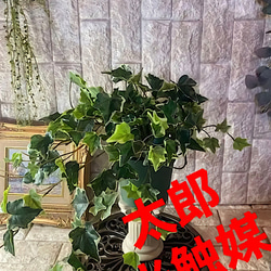 光触媒　人工観葉植物　ウォールグリーン　フェイクグリーン　ウンベラータ1.51. 光触媒 人工観葉植物 ウォールグリーン フェイクグリーン