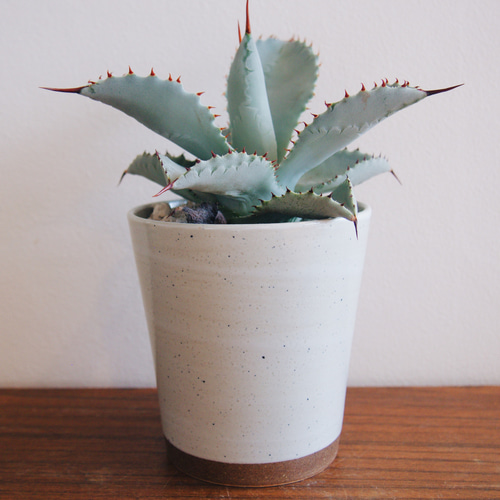 アガベ ドラゴントゥース 'Dragon Toes' 大株 アガベ ドラゴントゥース