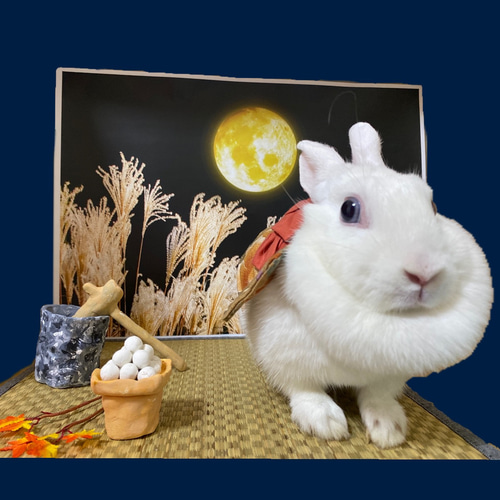 和風小動物用ハーネス うさぎ　ウサギ　お正月お着物ハーネス　高級ハンドメイド もちつき[うさぎ用ハーネス]浴衣ハーネス（椿） : 小動物用品