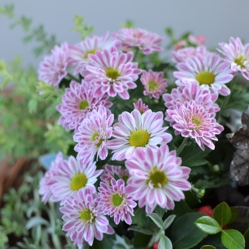 花苗セット】カクテルマム・ストリーム（ピンクバイカラー）のセット