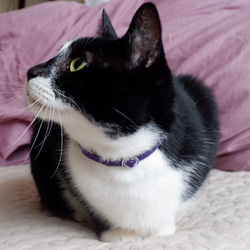 バイオレット　3gの猫にやさしい布首輪　セーフティーバックル使用 2枚目の画像