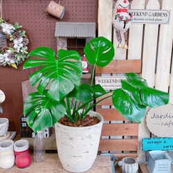 現品SALE♡【モンステラ】人気の大きめ観葉植物♡素敵な陶器鉢♪育てやすいナチュラルグリーン 1枚目の画像