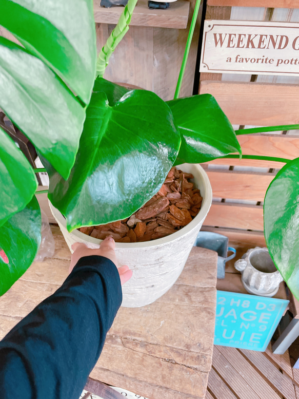 現品SALE♡【モンステラ】人気の大きめ観葉植物♡素敵な陶器鉢♪育てやすいナチュラルグリーン 6枚目の画像