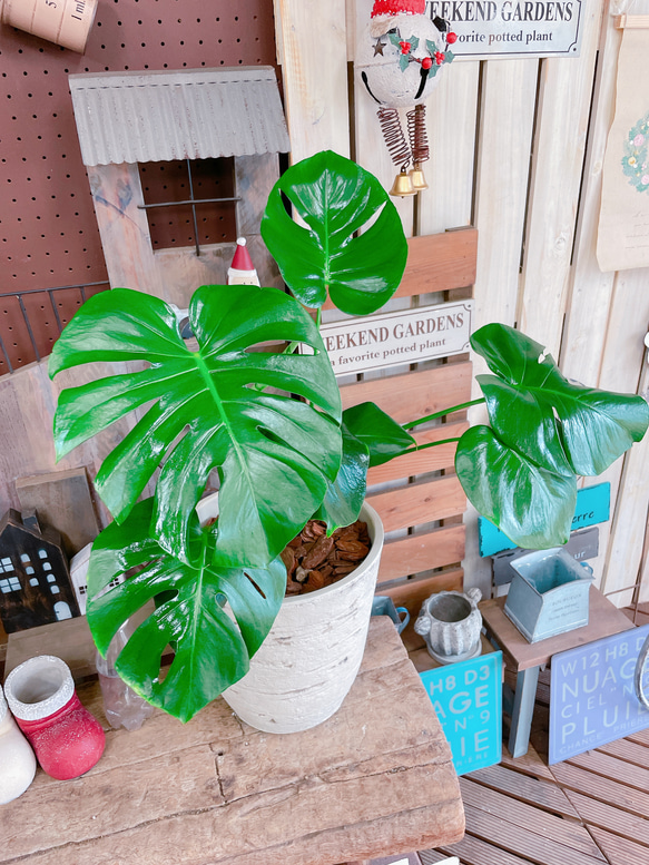 現品SALE♡【モンステラ】人気の大きめ観葉植物♡素敵な陶器鉢♪育てやすいナチュラルグリーン 13枚目の画像