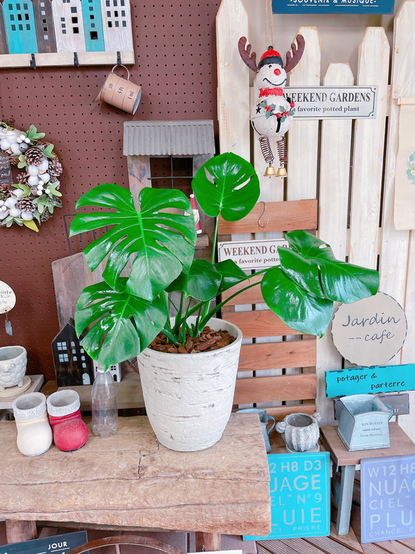 現品SALE♡【モンステラ】人気の大きめ観葉植物♡素敵な陶器鉢♪育てやすいナチュラルグリーン 12枚目の画像