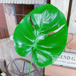 現品SALE♡【モンステラ】人気の大きめ観葉植物♡素敵な陶器鉢♪育てやすいナチュラルグリーン 8枚目の画像