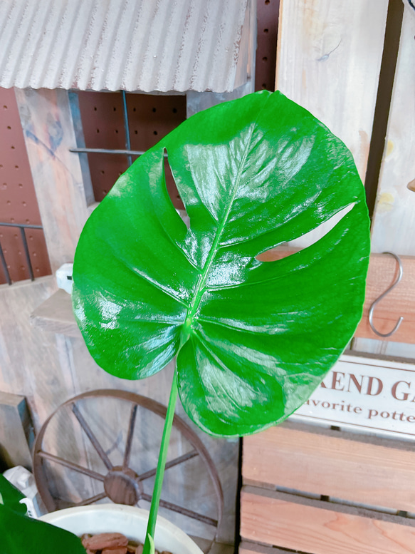 現品SALE♡【モンステラ】人気の大きめ観葉植物♡素敵な陶器鉢♪育てやすいナチュラルグリーン 8枚目の画像