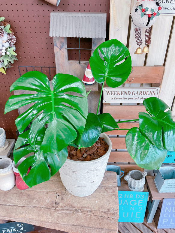 現品SALE♡【モンステラ】人気の大きめ観葉植物♡素敵な陶器鉢♪育てやすいナチュラルグリーン 7枚目の画像