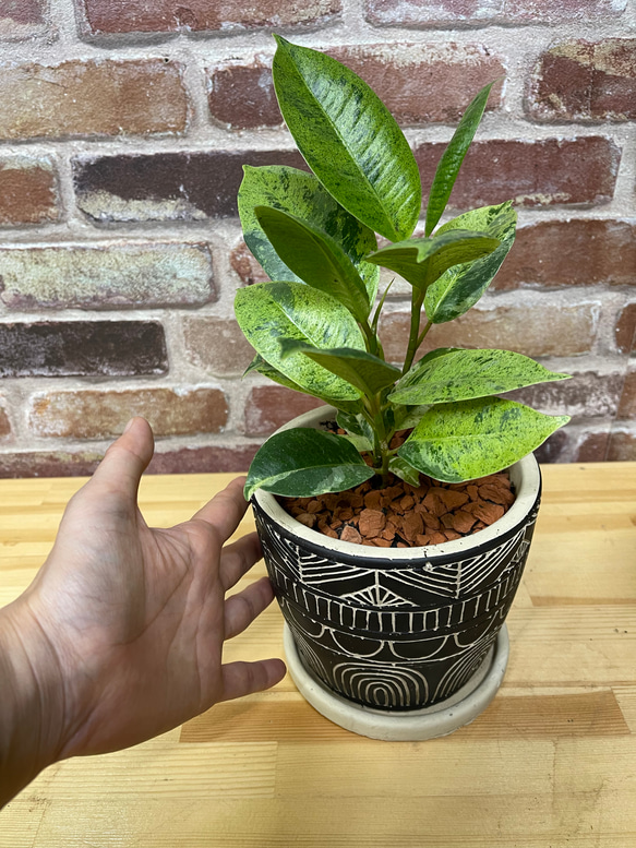 希少　フィカス　ジン　アフリカンアレンジ♡　植物　観葉植物 4枚目の画像