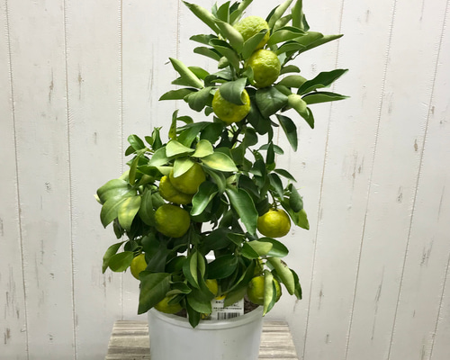 06d4bfff15a9d269da1c31bc3abf91